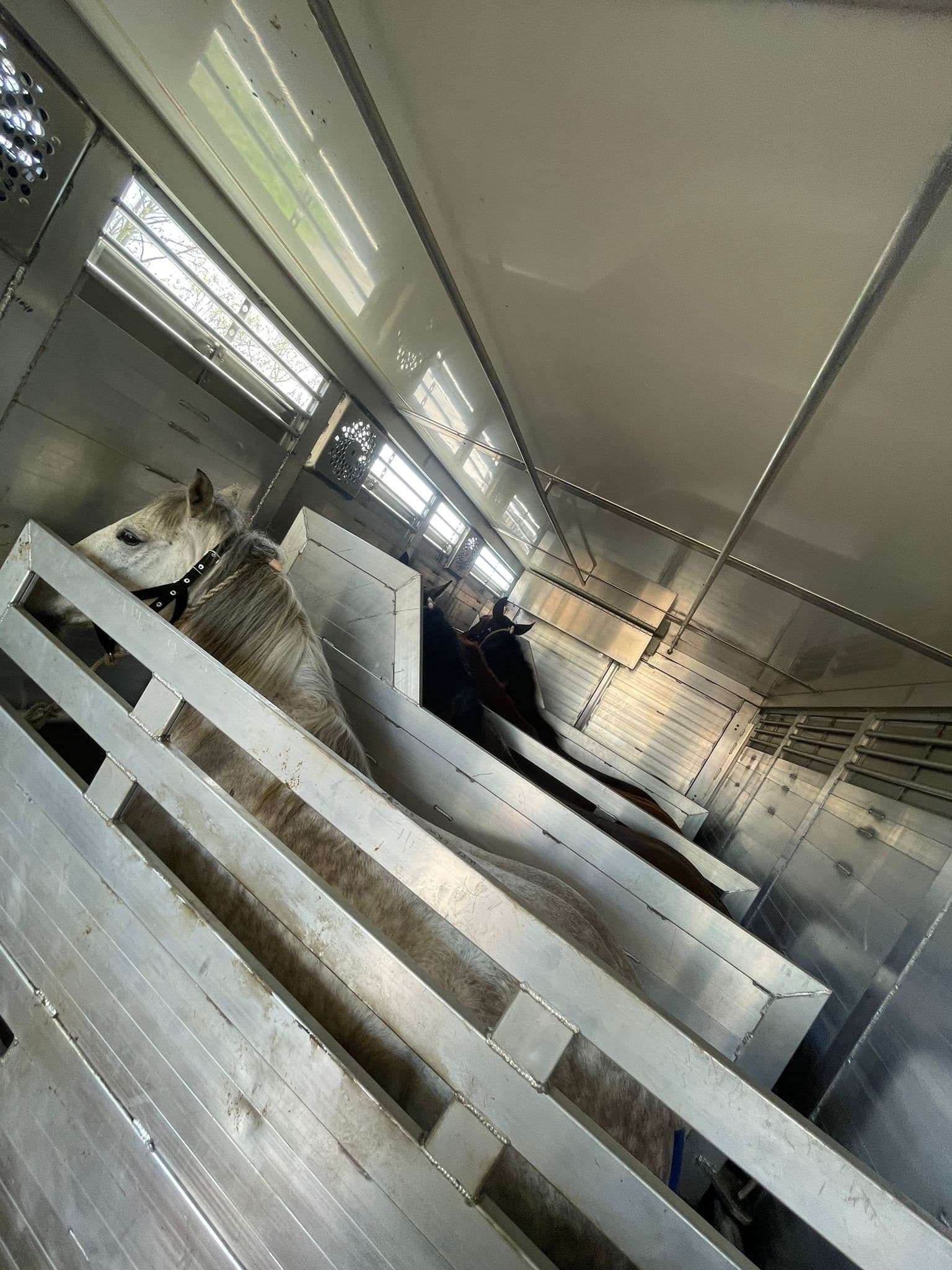 Tiertransport von Winkel – Foto 3