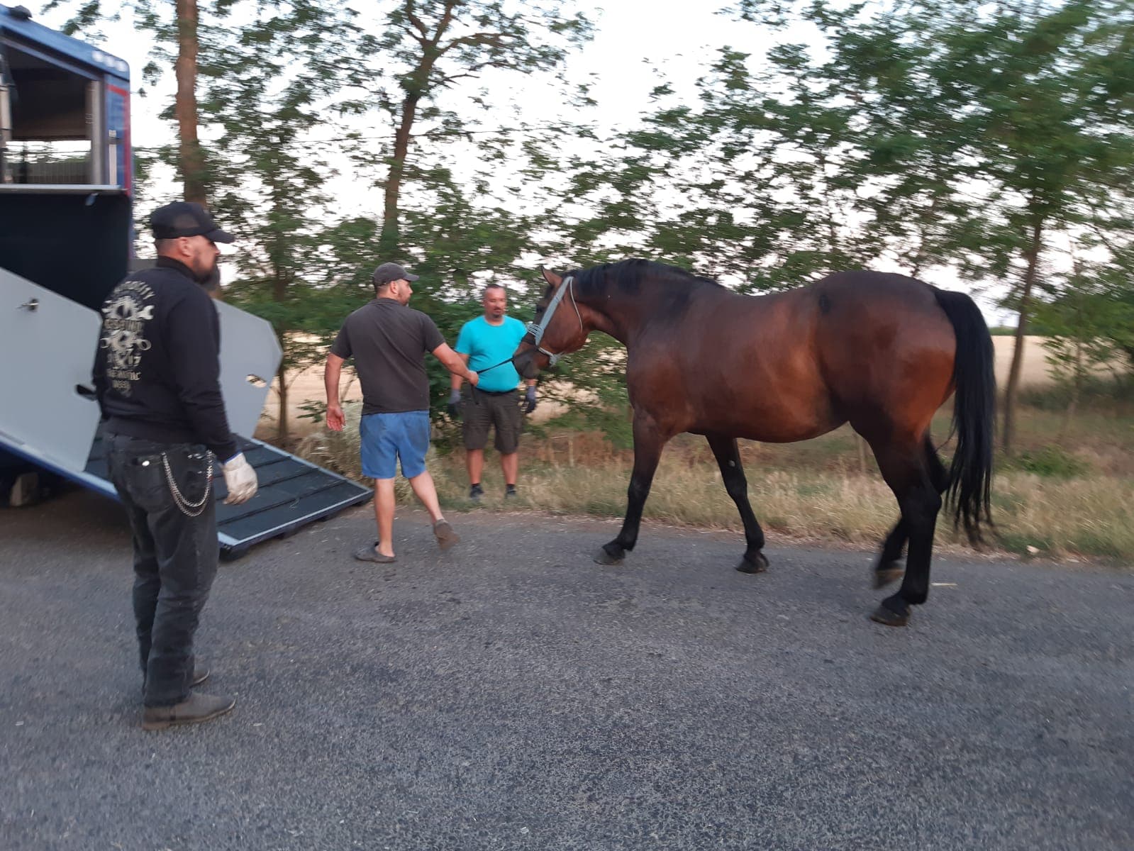 Tiertransport von Winkel – Foto 4