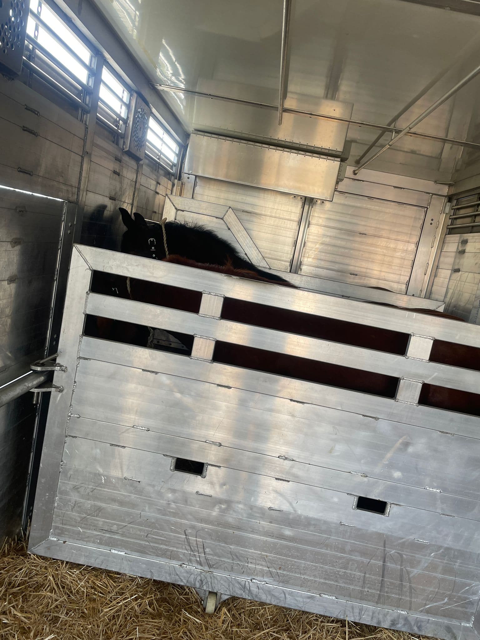 Tiertransport von Winkel – Foto 8