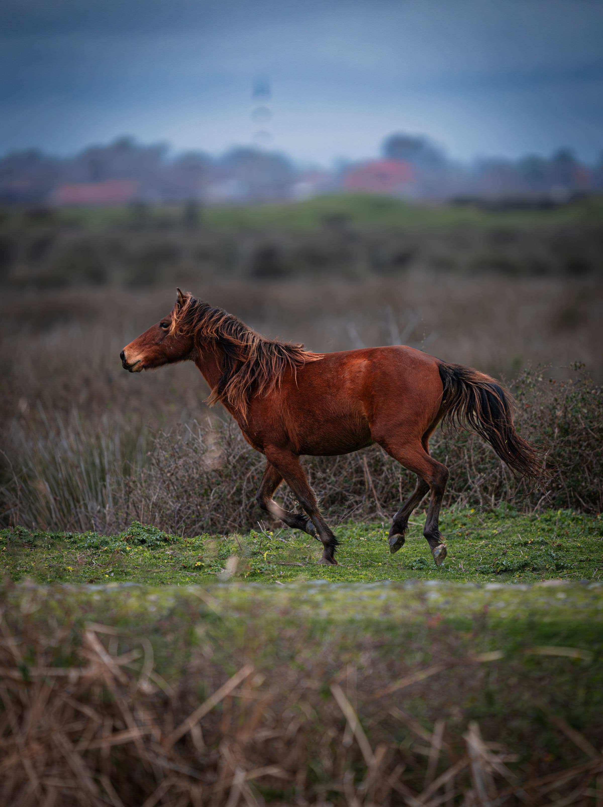 Galoppierendes Pferd auf der Weide
