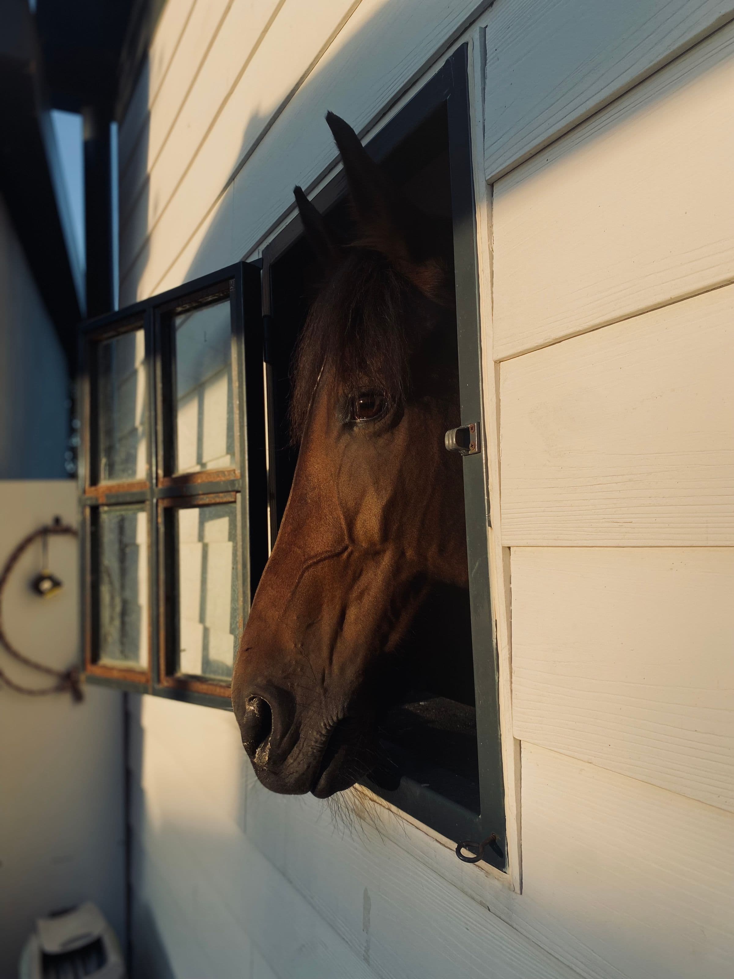 Pferd schaut neugierig aus dem Stallfenster