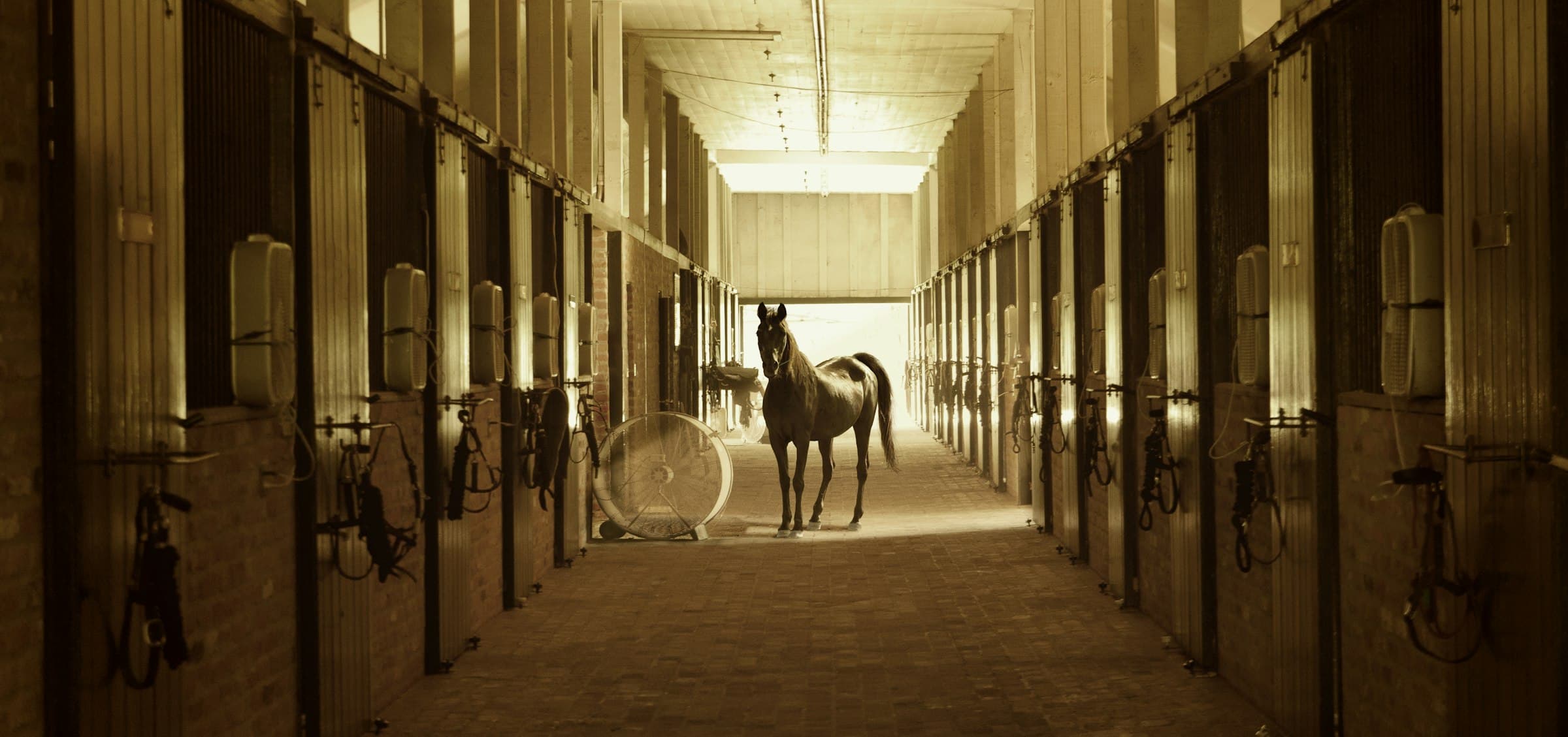 Stallgang mit mehreren Pferdeboxen